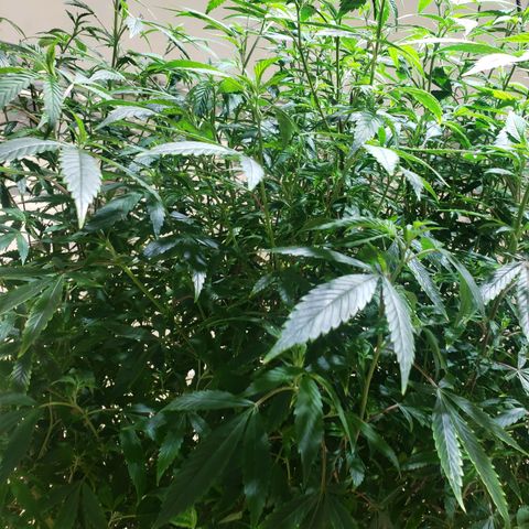 Blueberry Kush growlog photo: Genetica