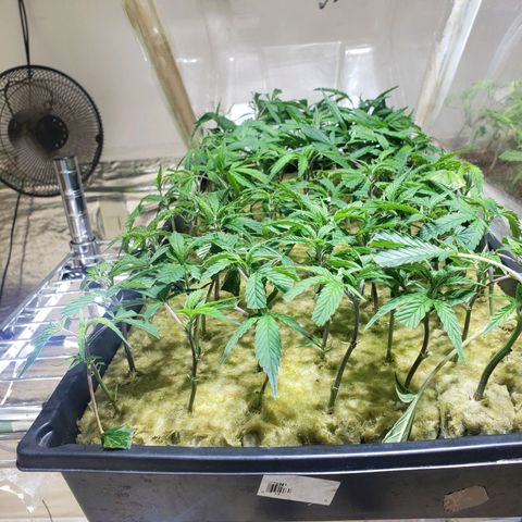 Blueberry Kush growlog photo: Clones una semana y una dia