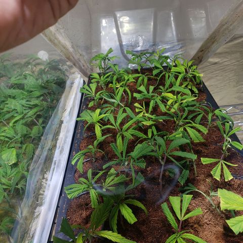 Blueberry Kush growlog photo: Clones una semana y una dia