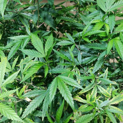 Blueberry Kush growlog photo: Genetica