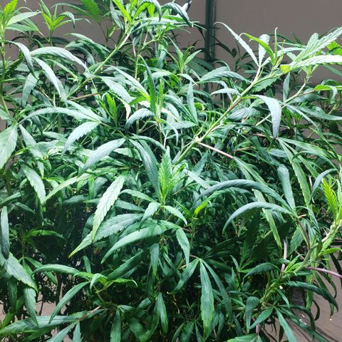 Blueberry Kush growlog photo: Genetica