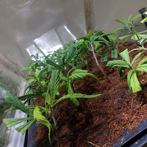 Blueberry Kush growlog photo: Clones una semana y una dia