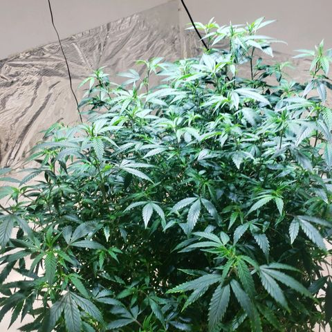 Blueberry Kush growlog photo: Genetica