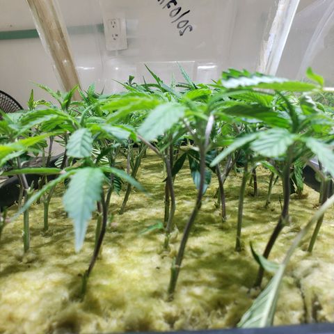Blueberry Kush growlog photo: Clones una semana y una dia