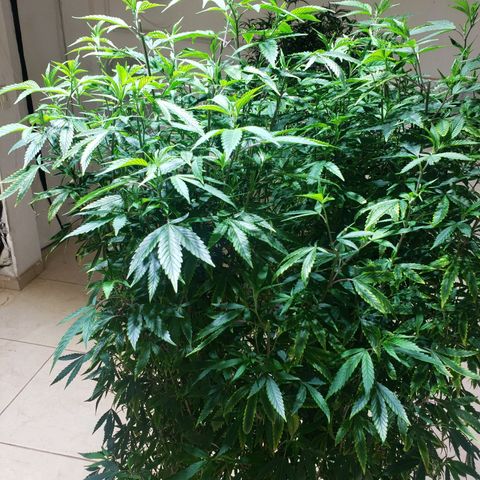 Blueberry Kush growlog photo: Genetica