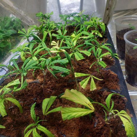 Blueberry Kush growlog photo: Clones empezaron a ensenar raíz 