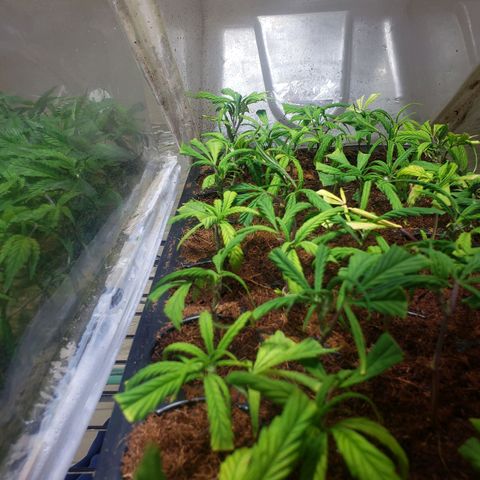 Blueberry Kush growlog photo: Clones empezaron a ensenar raíz 
