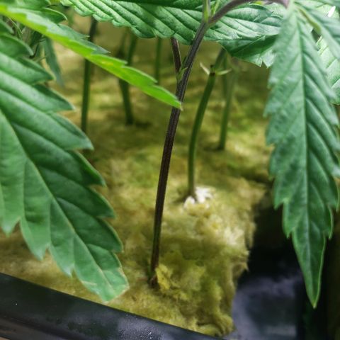 Blueberry Kush growlog photo: Clones empezaron a ensenar raíz 