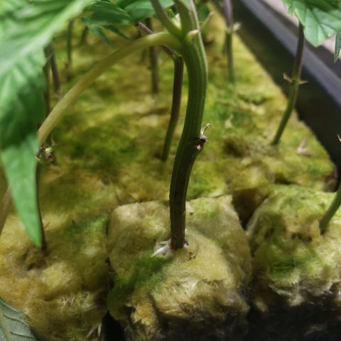 Blueberry Kush growlog photo: Clones empezaron a ensenar raíz 