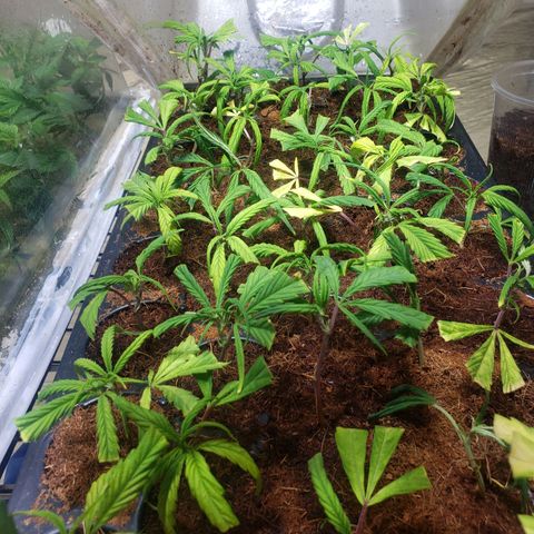 Blueberry Kush growlog photo: Clones empezaron a ensenar raíz 