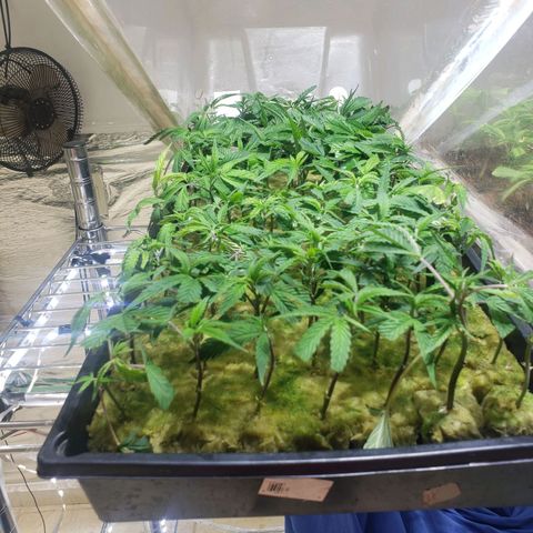 Blueberry Kush growlog timeline photo