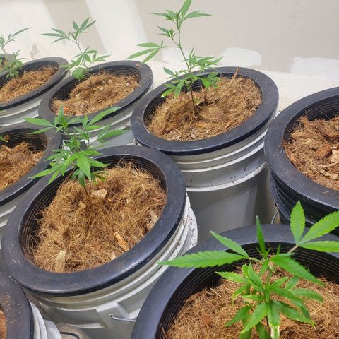 Blueberry Kush growlog photo: Martes empezó semana 1 de vegetación 