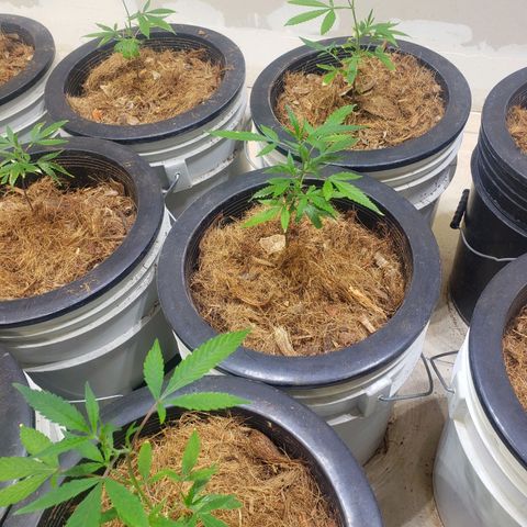 Blueberry Kush growlog photo: Martes empezó semana 1 de vegetación 
