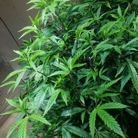 Blueberry Kush growlog timeline photo