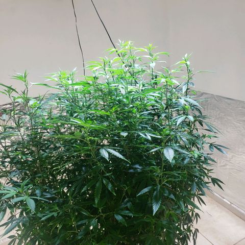 Blueberry Kush growlog photo: Gentica aka moms