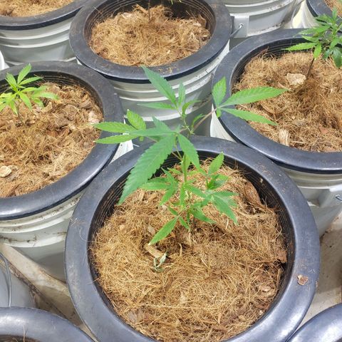 Blueberry Kush growlog photo: Martes empezó semana 1 de vegetación 