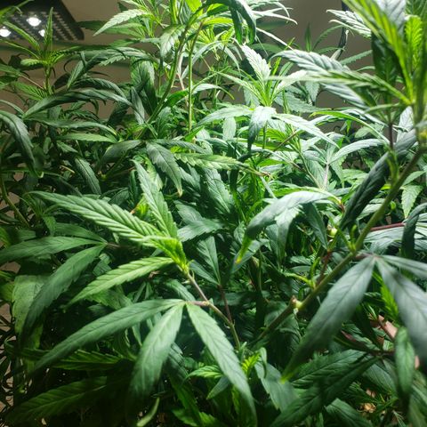 Blueberry Kush growlog photo: Gentica aka moms