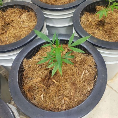 Blueberry Kush growlog photo: Martes empezó semana 1 de vegetación 