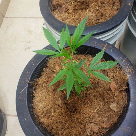 Blueberry Kush growlog photo: Martes empezó semana 1 de vegetación 