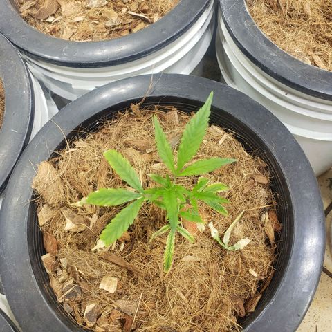 Blueberry Kush growlog photo: Martes empezó semana 1 de vegetación 
