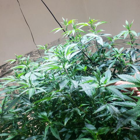 Blueberry Kush growlog photo: Gentica aka moms