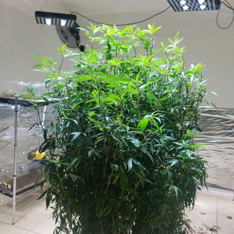 Blueberry Kush growlog photo: Se corto hoja grande para alimentar mejor a los futuros clones 
Animo 