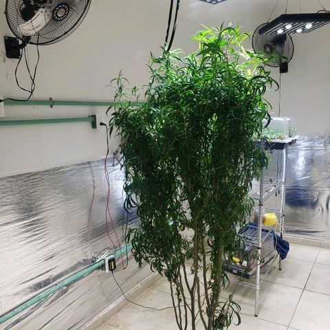 Blueberry Kush growlog photo: Se corto hoja grande para alimentar mejor a los futuros clones 
Animo 