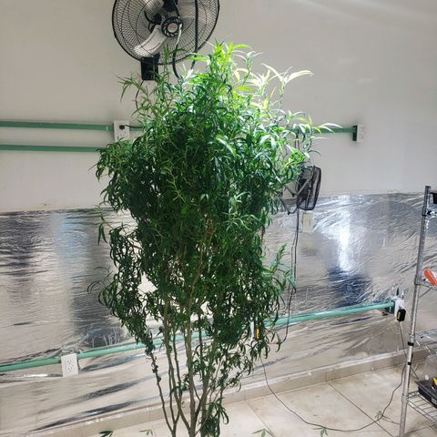 Blueberry Kush growlog photo: Se corto hoja grande para alimentar mejor a los futuros clones 
Animo 