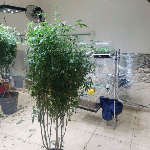 Blueberry Kush growlog photo: Se corto hoja grande para alimentar mejor a los futuros clones 
Animo 