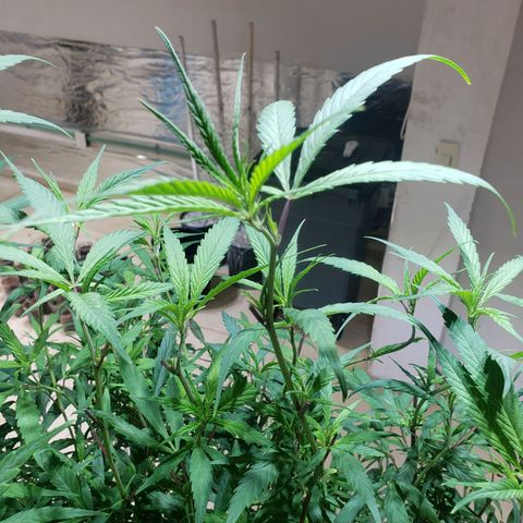 Blueberry Kush growlog photo: Se corto hoja grande para alimentar mejor a los futuros clones 
Animo 