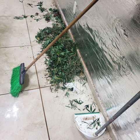 Blueberry Kush growlog photo: Se corto hoja grande para alimentar mejor a los futuros clones 
Animo 