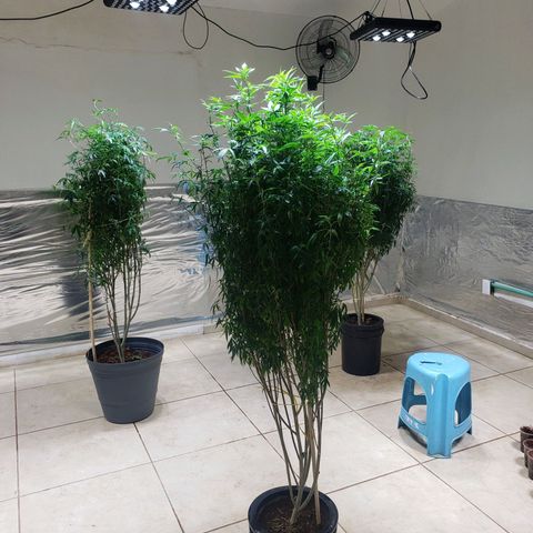 Blueberry Kush growlog photo: Se corto hoja grande para alimentar mejor a los futuros clones 
Animo 