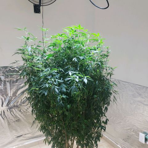 Blueberry Kush growlog photo: Se corto hoja grande para alimentar mejor a los futuros clones 
Animo 
