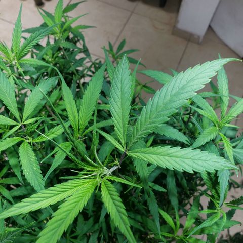 Blueberry Kush growlog photo: Se corto hoja grande para alimentar mejor a los futuros clones 
Animo 