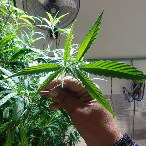 Blueberry Kush growlog photo: Se corto hoja grande para alimentar mejor a los futuros clones 
Animo 