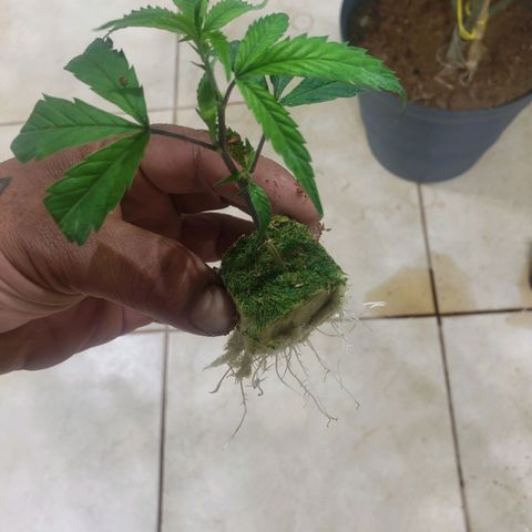 Blueberry Kush growlog photo: 93 strawberry kush
