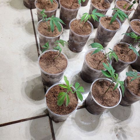 Blueberry Kush growlog photo: 93 strawberry kush