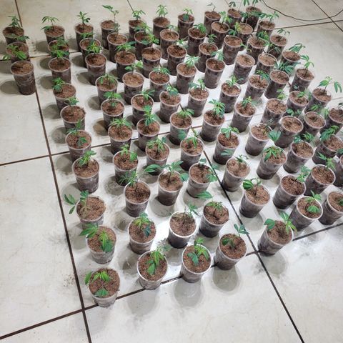 Blueberry Kush growlog photo: Yes