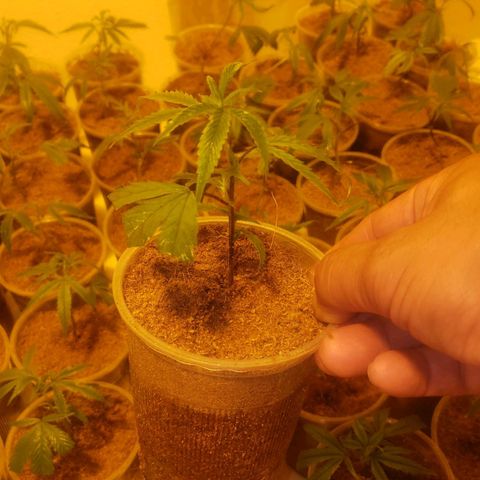 Blueberry Kush growlog photo: Se cambio a cuarto 2 y todos los 91 blueberry kush están en mesa 
