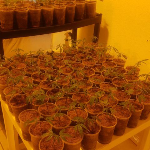 Blueberry Kush growlog photo: Se cambio a cuarto 2 y todos los 91 blueberry kush están en mesa 