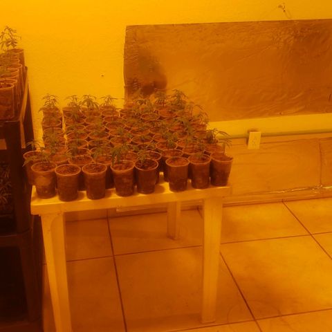 Blueberry Kush growlog photo: Se cambio a cuarto 2 y todos los 91 blueberry kush están en mesa 