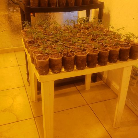 Blueberry Kush growlog photo: Se cambio a cuarto 2 y todos los 91 blueberry kush están en mesa 