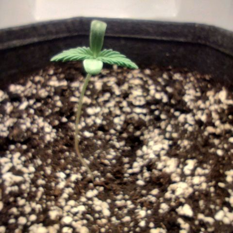 Quick One growlog photo: 19h