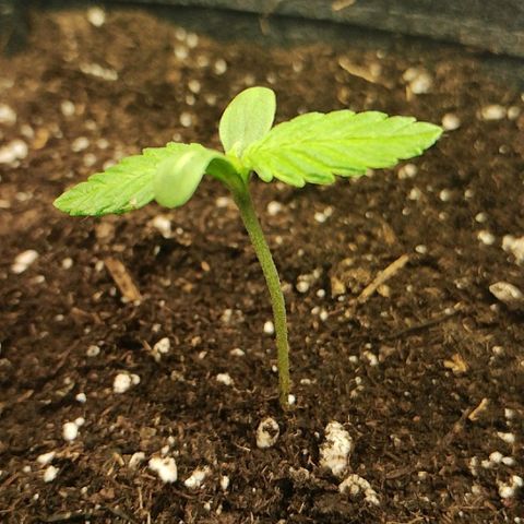 Quick One growlog timeline photo