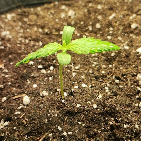 Quick One growlog photo: 21h