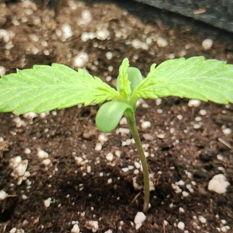 Quick One growlog photo: 19h