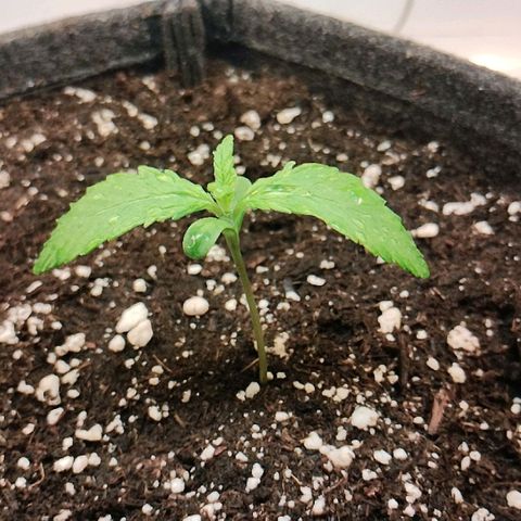 Quick One growlog timeline photo