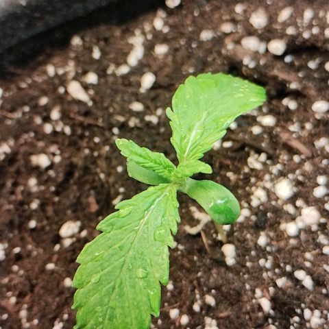Quick One growlog timeline photo