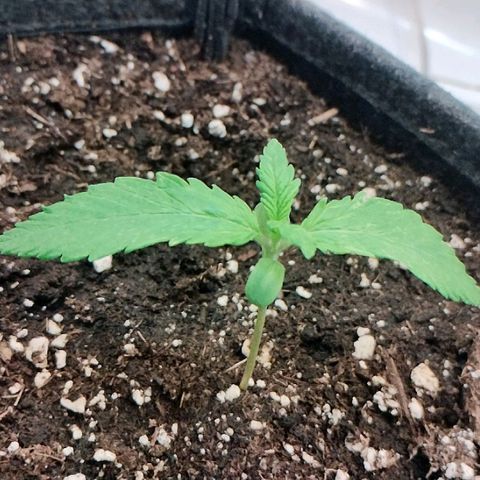 Quick One growlog timeline photo
