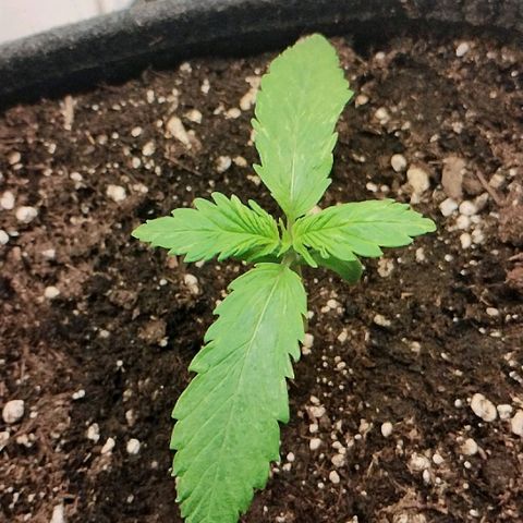 Quick One growlog timeline photo